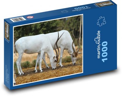 Bílá antilopa - zvířata, příroda - Puzzle 1000 dílků, rozměr 60x46 cm