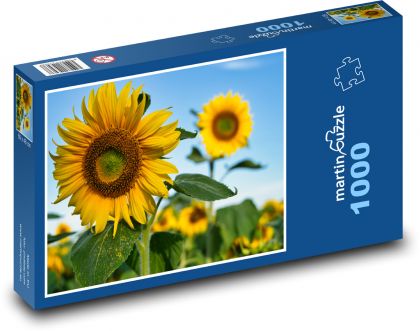 Slunečnice - léto, žlutá květina - Puzzle 1000 dílků, rozměr 60x46 cm