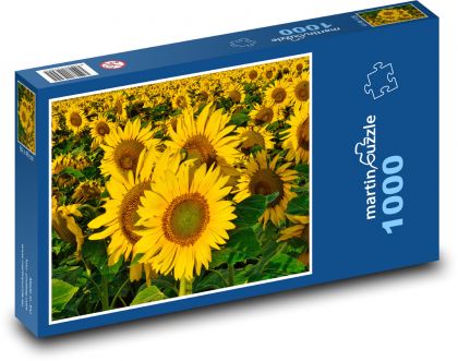 Slunečnice - léto, pole - Puzzle 1000 dílků, rozměr 60x46 cm