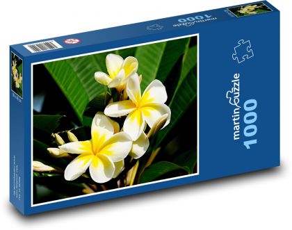 Plumérie - květina, keř - Puzzle 1000 dílků, rozměr 60x46 cm