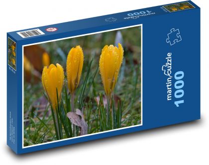 Žlutý krokus - jarní květina - Puzzle 1000 dílků, rozměr 60x46 cm