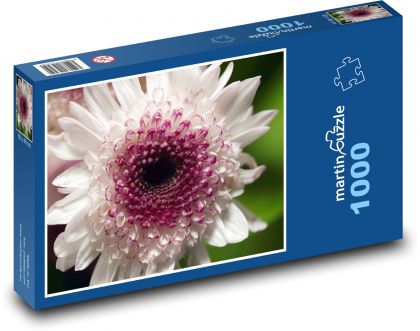 Chryzantema - kwiat, biały kwiat - Puzzle 1000 elementów, rozmiar 60x46 cm