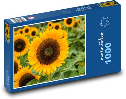 Slnečnica - záhrada, žltý kvet - Puzzle 1000 dielikov, rozmer 60x46 cm