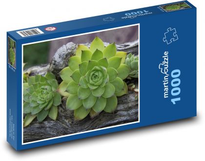 Sukulenty - pokrzywy, rośliny - Puzzle 1000 elementów, rozmiar 60x46 cm