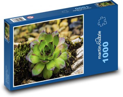 Sukulent - netrask, kvetina - Puzzle 1000 dielikov, rozmer 60x46 cm