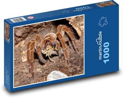 Tarantule - pavouk, zvíře - Puzzle 1000 dílků, rozměr 60x46 cm