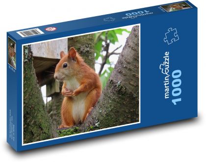 Wiewiórka - las, przyroda - Puzzle 1000 elementów, rozmiar 60x46 cm