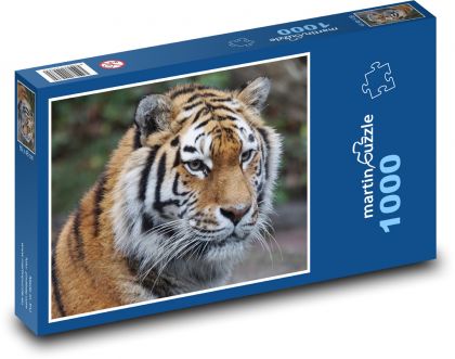 Tiger - Raubtier, Zoo - Puzzle - 1000 Teile
