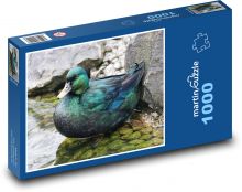 Kachna - pták, rybník Puzzle 1000 dílků - 60 x 46 cm