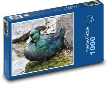 Kachna - pták, rybník - Puzzle 1000 dílků, rozměr 60x46 cm