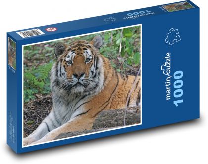 Tygr - velká kočka, dravec - Puzzle 1000 dílků, rozměr 60x46 cm