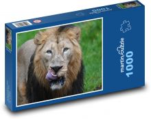 Lev - dravec, velká kočka Puzzle 1000 dílků - 60 x 46 cm