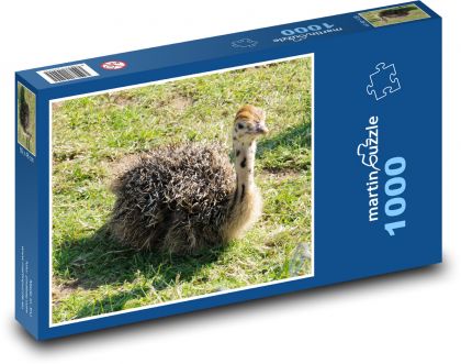 Struś - farma, młode - Puzzle 1000 elementów, rozmiar 60x46 cm