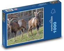 Muflon - ruminant, animal Puzzle 1000 pieces - 60 x 46 cm 