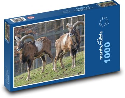 Muflon - ruminant, animal - Puzzle 1000 pieces, size 60x46 cm 