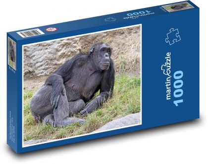 Šimpanz - savec, zvíře - Puzzle 1000 dílků, rozměr 60x46 cm