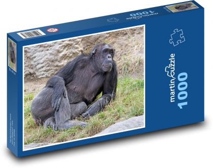 Šimpanz - savec, zvíře - puzzle 1000 dílků
