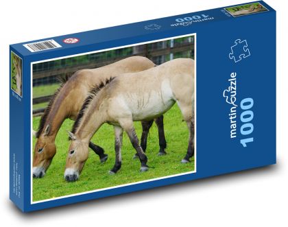 Kůň převalský - divoký, zvíře - Puzzle 1000 dílků, rozměr 60x46 cm