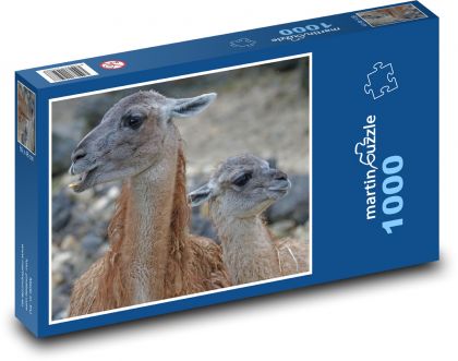Guanaco - lama, sudokopytník - puzzle 1000 dílků