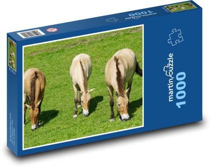 Převalský kůň - divoké zvíře - Puzzle 1000 dílků, rozměr 60x46 cm