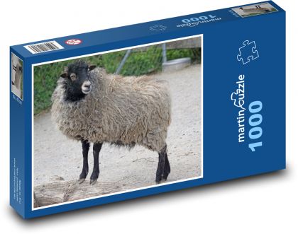 Ovce ouessantská - trpasličí ovce - Puzzle 1000 dílků, rozměr 60x46 cm