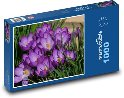 Krokus - kvetina, jar - Puzzle 1000 dielikov, rozmer 60x46 cm