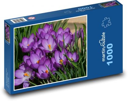 Crocus - flower, spring - Puzzle 1000 pieces, size 60x46 cm 