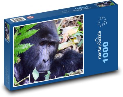 Gorila - savec, příroda - Puzzle 1000 dílků, rozměr 60x46 cm