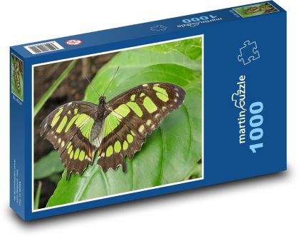 Motýl - hmyz, příroda - Puzzle 1000 dílků, rozměr 60x46 cm