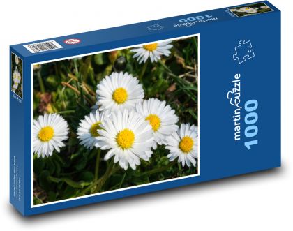 Stokrotka - kwiaty, łąka - Puzzle 1000 elementów, rozmiar 60x46 cm