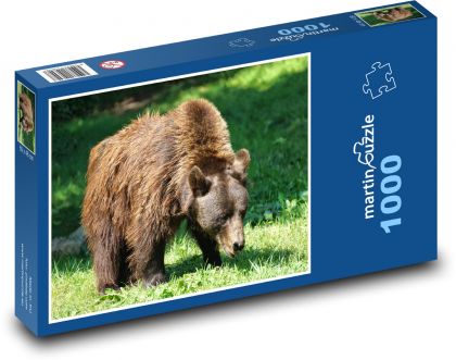 Braunbär - Tier, Raubtier - Puzzle - 1000 Teile