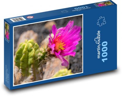 Kaktus - ružový kvet, sukulent - Puzzle 1000 dielikov, rozmer 60x46 cm