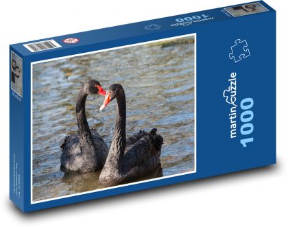 Černá labuť - pták, rybník - Puzzle 1000 dílků, rozměr 60x46 cm