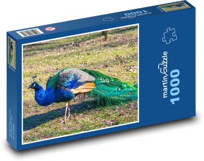Páv - pták, zvíře - Puzzle 1000 dílků, rozměr 60x46 cm