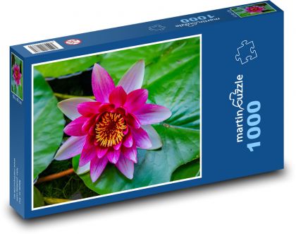 Růžový leknín - vodní květina, rybník - Puzzle 1000 dílků, rozměr 60x46 cm