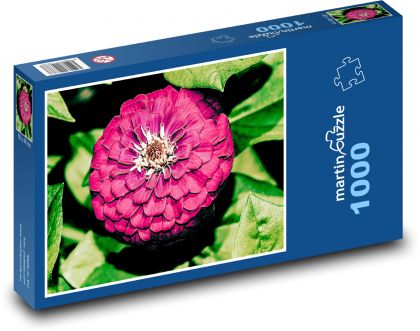 Fialová georgína - kvet, záhrada - Puzzle 1000 dielikov, rozmer 60x46 cm