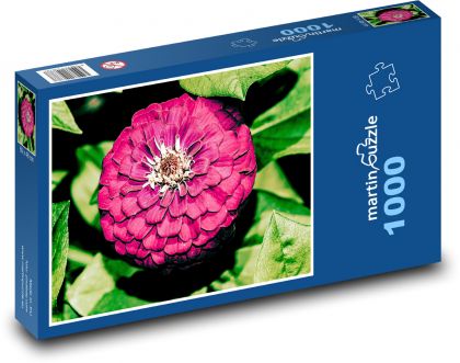 Purple dahlias - flower, garden - Puzzle 1000 pieces, size 60x46 cm 