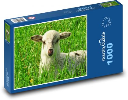 Jehně - ovce, louka - Puzzle 1000 dílků, rozměr 60x46 cm