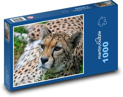 Gepard - šelma, veľká mačka - Puzzle 1000 dielikov, rozmer 60x46 cm