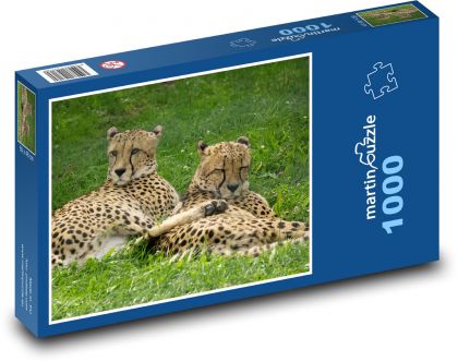 Gepard - divoká kočka, zvíře - Puzzle 1000 dílků, rozměr 60x46 cm
