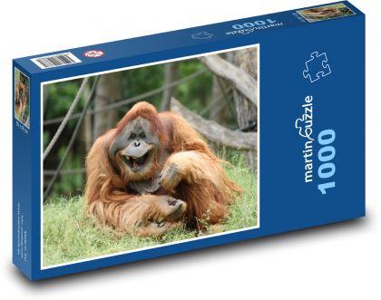 Vysmátý orangutan - opice, zoo - Puzzle 1000 dílků, rozměr 60x46 cm