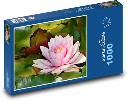 Ružový lekno - vodná rastlina, kvet - Puzzle 1000 dielikov, rozmer 60x46 cm