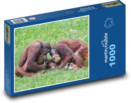 Hrající orangutani - primát, opice - Puzzle 1000 dílků, rozměr 60x46 cm