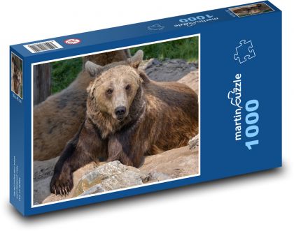 Hnědý medvěd - ležící zvíře, masožravý - Puzzle 1000 dílků, rozměr 60x46 cm