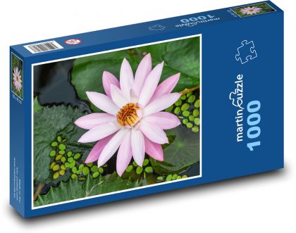 Pink water lily - water plant, flower - Puzzle 1000 pieces, size 60x46 cm 