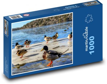 Kačice, jazero, ľad - Puzzle 1000 dielikov, rozmer 60x46 cm