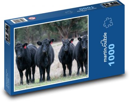 Krávy - Black Angus - Puzzle 1000 dílků, rozměr 60x46 cm
