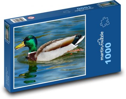 Krzyżówka - kaczka, zwierzę wodne - Puzzle 1000 elementów, rozmiar 60x46 cm