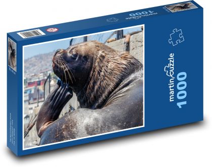 Lachtan - zvíře, mořský tvor - puzzle 1000 dílků