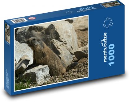 Svišť - hlodavec, zvíře - Puzzle 1000 dílků, rozměr 60x46 cm